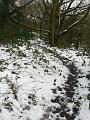 Undergrowth, Winter, Hampstead Heath P1070462